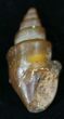 Agatized Fossil Gastropod From Morocco - #29205-1